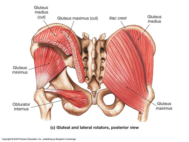 Anatomy Basics: Your Gluteus Maximus