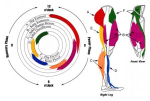 muscles involved in cycling