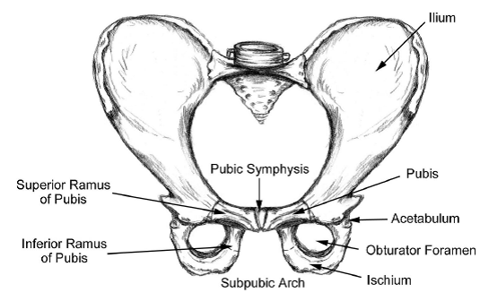 Pubic Symphysis Dysfucntion